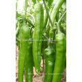 P06 Xiangyang no.2 f1 híbrido superior semillas de pimiento verde caliente